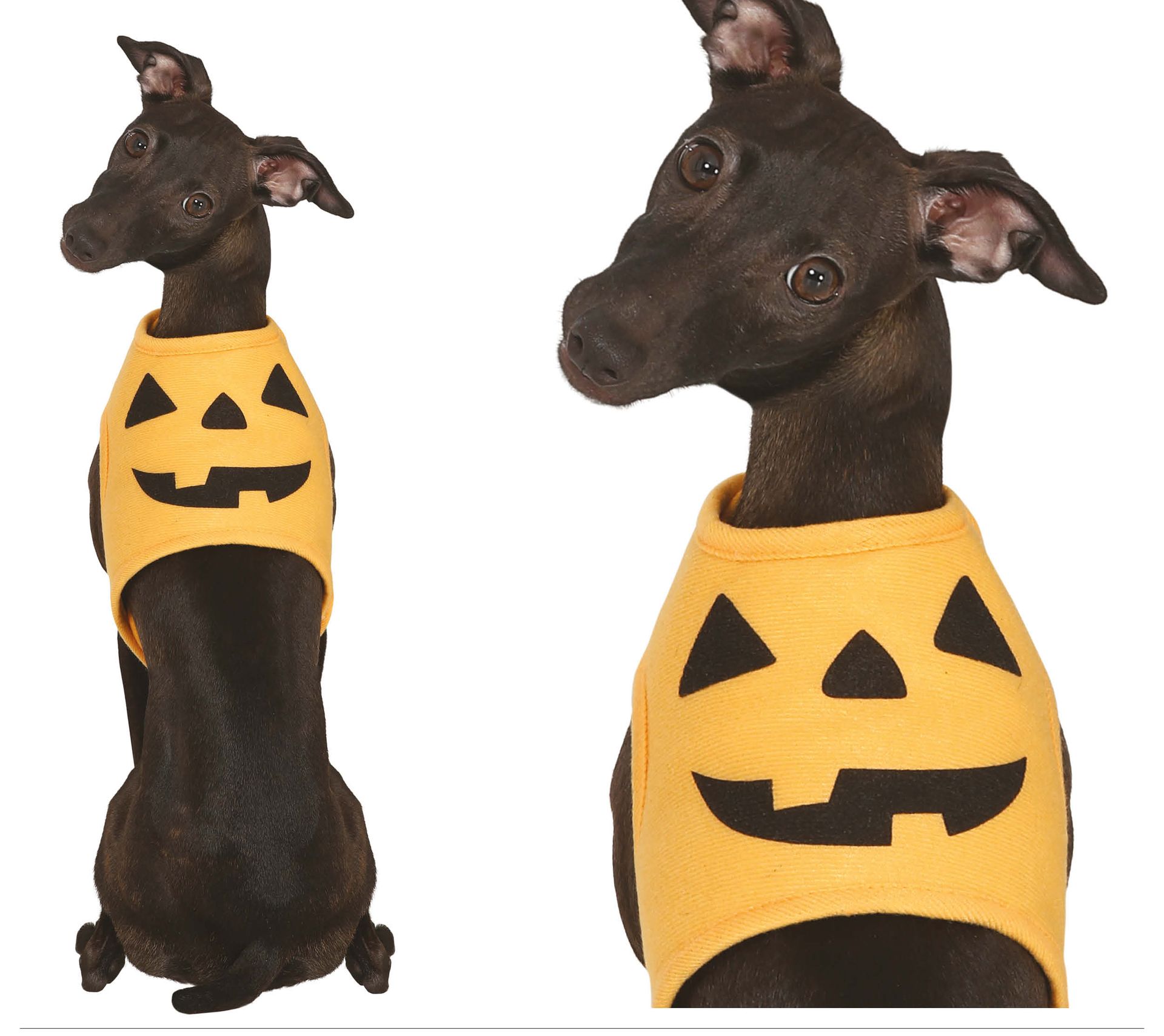 Dieren kostuum pompoen maat M halloween